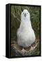 Gray-Headed Albatross Chick on South Georgia Island-null-Framed Stretched Canvas