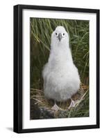 Gray-Headed Albatross Chick on South Georgia Island-null-Framed Premium Photographic Print