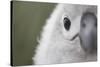 Gray-Headed Albatross Chick on South Georgia Island-null-Stretched Canvas