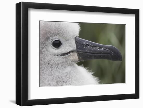 Gray-Headed Albatross Chick on South Georgia Island-null-Framed Photographic Print