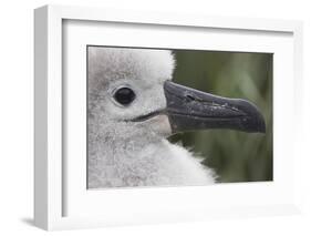 Gray-Headed Albatross Chick on South Georgia Island-null-Framed Photographic Print