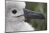 Gray-Headed Albatross Chick on South Georgia Island-null-Mounted Photographic Print