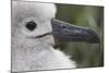 Gray-Headed Albatross Chick on South Georgia Island-null-Mounted Photographic Print