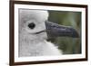 Gray-Headed Albatross Chick on South Georgia Island-null-Framed Photographic Print