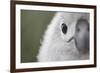 Gray-Headed Albatross Chick on South Georgia Island-null-Framed Photographic Print