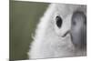 Gray-Headed Albatross Chick on South Georgia Island-null-Mounted Photographic Print