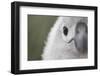 Gray-Headed Albatross Chick on South Georgia Island-null-Framed Photographic Print