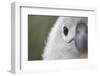 Gray-Headed Albatross Chick on South Georgia Island-null-Framed Photographic Print