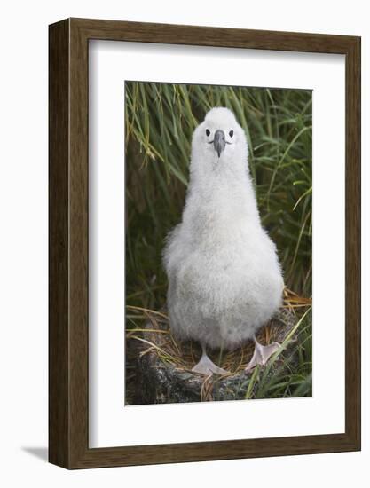 Gray-Headed Albatross Chick on South Georgia Island-null-Framed Photographic Print