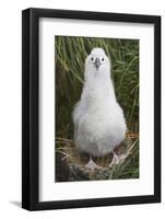 Gray-Headed Albatross Chick on South Georgia Island-null-Framed Photographic Print