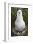 Gray-Headed Albatross Chick on South Georgia Island-null-Framed Photographic Print