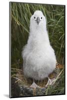 Gray-Headed Albatross Chick on South Georgia Island-null-Mounted Photographic Print