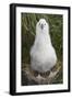 Gray-Headed Albatross Chick on South Georgia Island-null-Framed Photographic Print