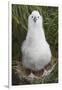 Gray-Headed Albatross Chick on South Georgia Island-null-Framed Photographic Print