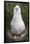 Gray-Headed Albatross Chick on South Georgia Island-null-Framed Photographic Print