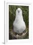 Gray-Headed Albatross Chick on South Georgia Island-null-Framed Photographic Print