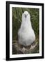 Gray-Headed Albatross Chick on South Georgia Island-null-Framed Photographic Print