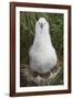 Gray-Headed Albatross Chick on South Georgia Island-null-Framed Photographic Print