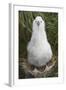 Gray-Headed Albatross Chick on South Georgia Island-null-Framed Photographic Print