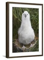 Gray-Headed Albatross Chick on South Georgia Island-null-Framed Photographic Print