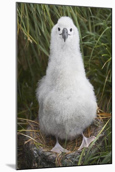 Gray-Headed Albatross Chick on South Georgia Island-null-Mounted Photographic Print