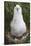 Gray-Headed Albatross Chick on South Georgia Island-null-Stretched Canvas