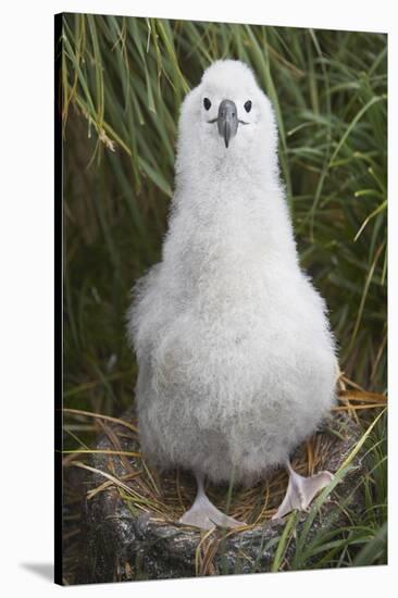 Gray-Headed Albatross Chick on South Georgia Island-null-Stretched Canvas