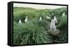 Gray-Headed Albatross Chicks Waiting in Nests-Paul Souders-Framed Stretched Canvas