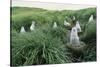 Gray-Headed Albatross Chicks Waiting in Nests-Paul Souders-Stretched Canvas