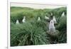 Gray-Headed Albatross Chicks Waiting in Nests-Paul Souders-Framed Photographic Print