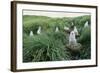 Gray-Headed Albatross Chicks Waiting in Nests-Paul Souders-Framed Photographic Print