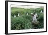 Gray-Headed Albatross Chicks Waiting in Nests-Paul Souders-Framed Photographic Print