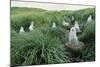 Gray-Headed Albatross Chicks Waiting in Nests-Paul Souders-Mounted Photographic Print