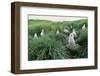 Gray-Headed Albatross Chicks Waiting in Nests-Paul Souders-Framed Photographic Print