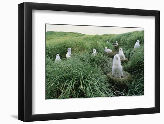 Gray-Headed Albatross Chicks Waiting in Nests-Paul Souders-Framed Photographic Print