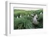 Gray-Headed Albatross Chicks Waiting in Nests-Paul Souders-Framed Photographic Print