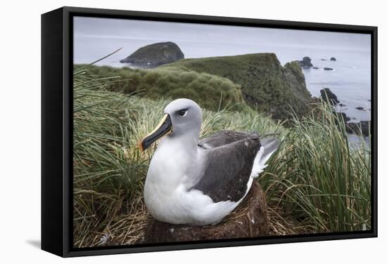 Gray-Headed Albatross on Diego Ramirez Islands, Chile-Paul Souders-Framed Stretched Canvas