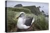 Gray-Headed Albatross on Diego Ramirez Islands, Chile-Paul Souders-Stretched Canvas