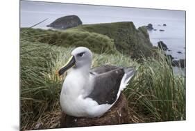 Gray-Headed Albatross on Diego Ramirez Islands, Chile-Paul Souders-Mounted Premium Photographic Print