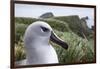 Gray-Headed Albatross on Diego Ramirez Islands, Chile-Paul Souders-Framed Premium Photographic Print