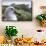 Gray-Headed Albatross on Diego Ramirez Islands, Chile-Paul Souders-Mounted Premium Photographic Print displayed on a wall