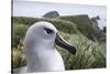 Gray-Headed Albatross on Diego Ramirez Islands, Chile-Paul Souders-Stretched Canvas