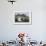 Gray-Headed Albatross on Diego Ramirez Islands, Chile-Paul Souders-Framed Photographic Print displayed on a wall