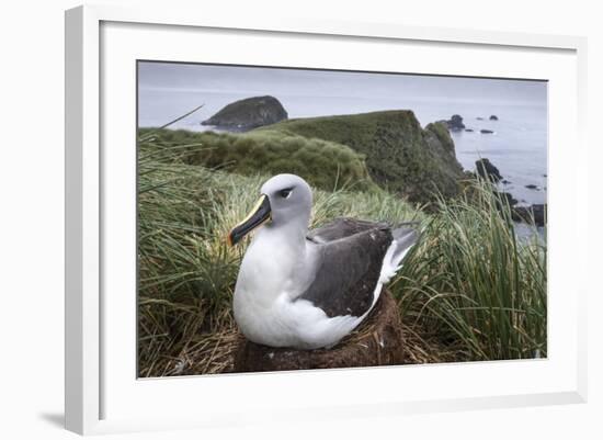 Gray-Headed Albatross on Diego Ramirez Islands, Chile-Paul Souders-Framed Photographic Print