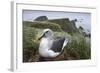 Gray-Headed Albatross on Diego Ramirez Islands, Chile-Paul Souders-Framed Photographic Print