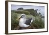 Gray-Headed Albatross on Diego Ramirez Islands, Chile-Paul Souders-Framed Photographic Print