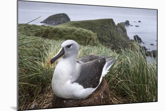 Gray-Headed Albatross on Diego Ramirez Islands, Chile-Paul Souders-Mounted Photographic Print