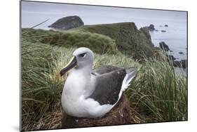 Gray-Headed Albatross on Diego Ramirez Islands, Chile-Paul Souders-Mounted Photographic Print