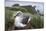 Gray-Headed Albatross on Diego Ramirez Islands, Chile-Paul Souders-Mounted Photographic Print