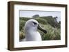 Gray-Headed Albatross on Diego Ramirez Islands, Chile-Paul Souders-Framed Photographic Print